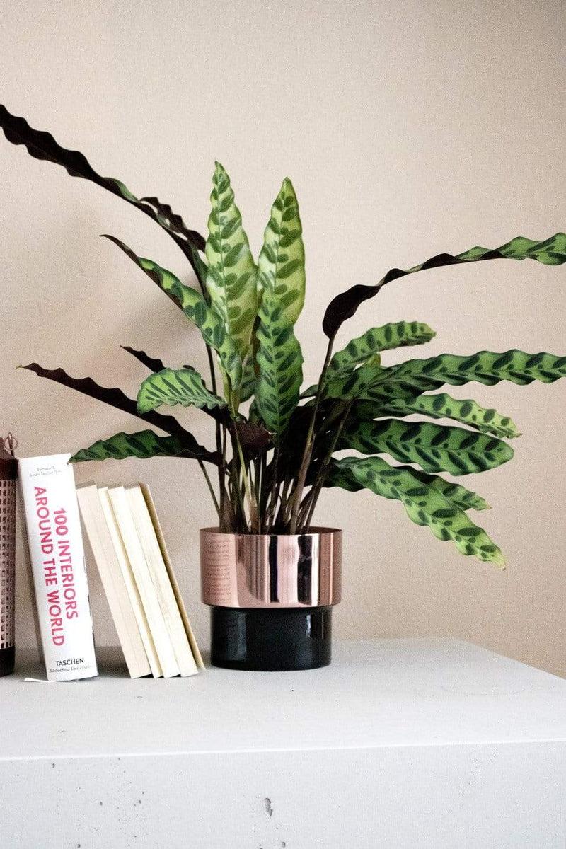 LaLe Living Blumentopf "Bakir" aus Kupfer mit Schwarz, Ø13,5x13cm Verkauf