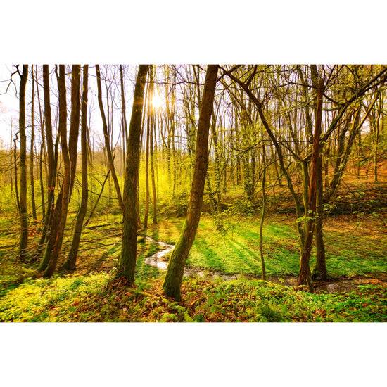 Queen Kerosin Acrylglasbild - Morgenstimmung im Wald Black Friday