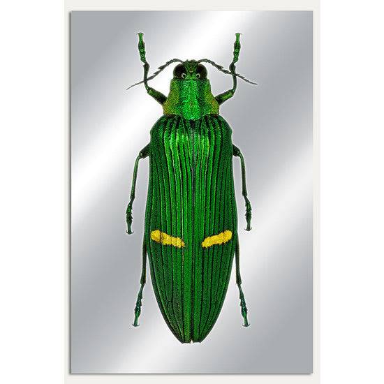 Queen Kerosin Aluminiumbild - Metallic Bug Kostenloser Versand