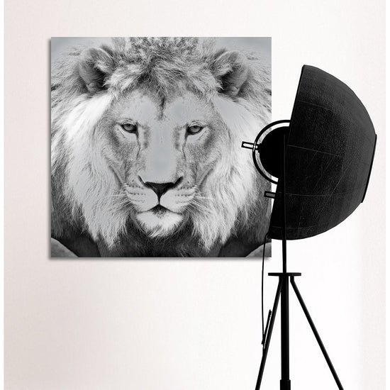 Queen Kerosin Aluminiumbild - Lions King Jubiläumsangebot