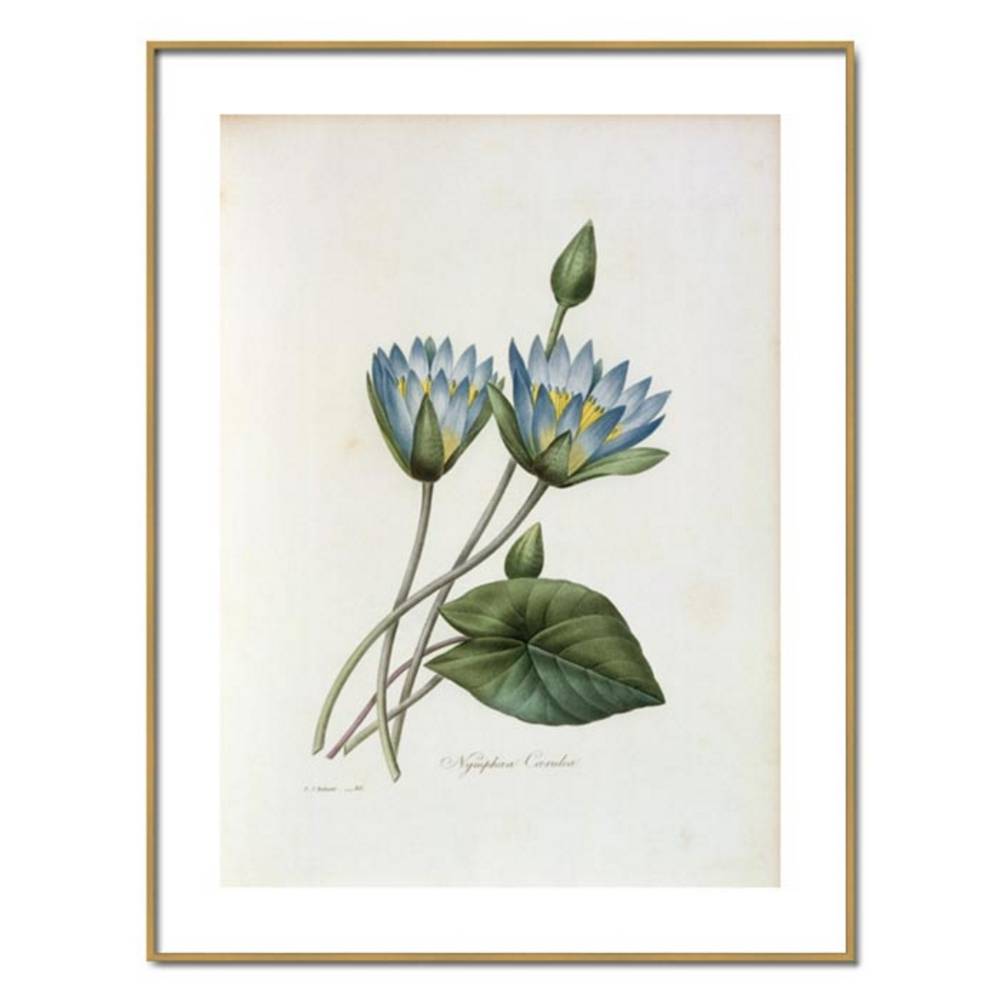 Schöner Wohnen Kollektion Gerahmter Kunstdruck 'Blue Lotus' von Pierre Joseph Redouté