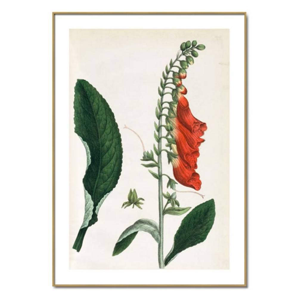 Schöner Wohnen Kollektion Gerahmter Kunstdruck 'Foxglove'