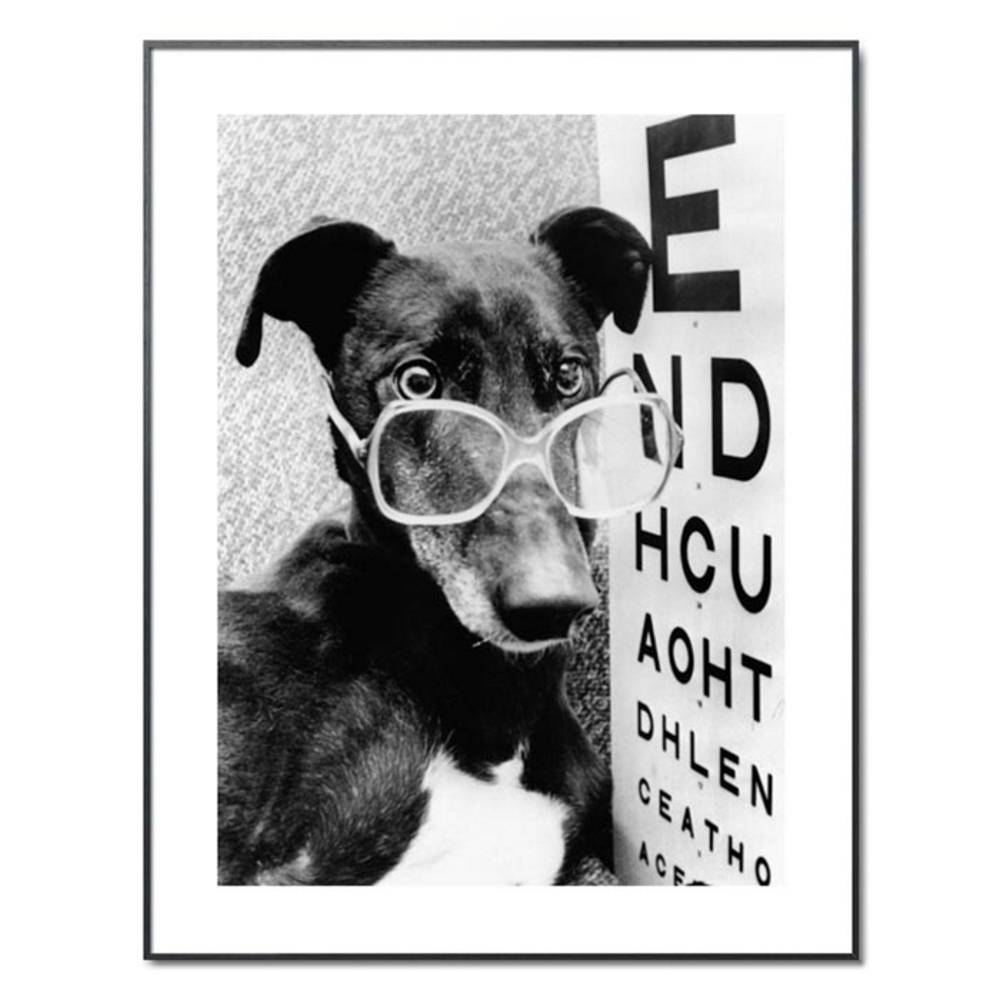 Schöner Wohnen Kollektion Gerahmter Kunstdruck 'greyhound bitch wearing glasses'