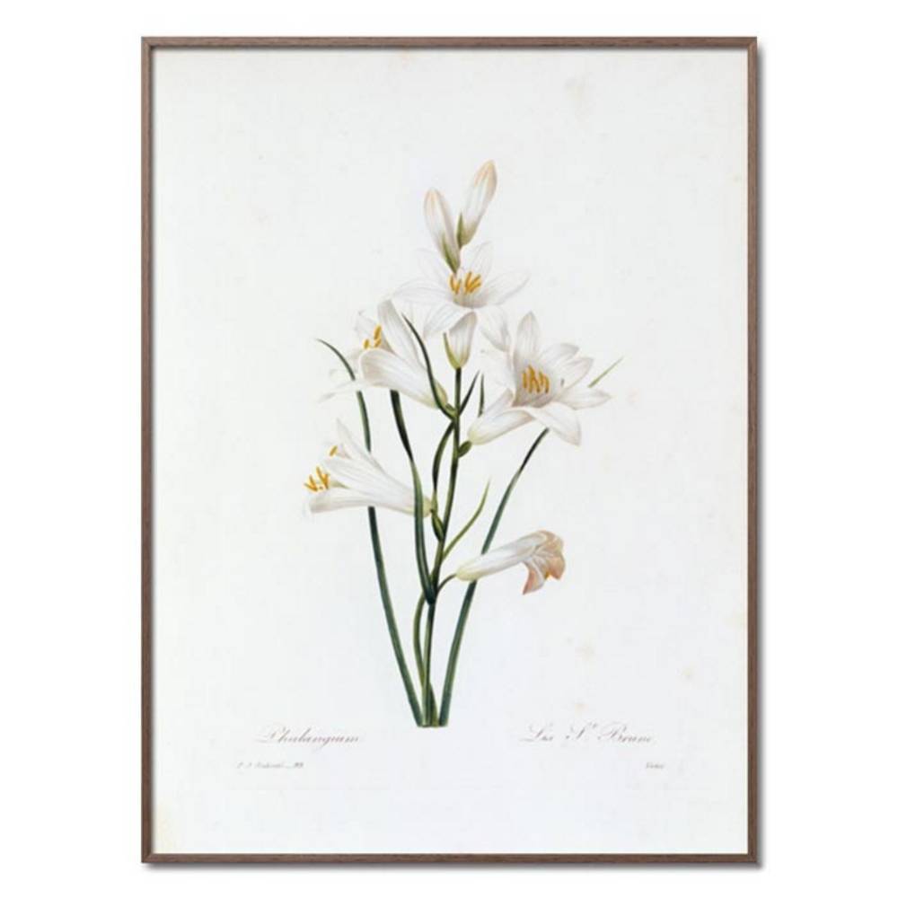 Schöner Wohnen Kollektion Gerahmter Kunstdruck 'Paradise Lily' von Pierre Joseph Redouté